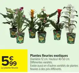Carrefour Plantes fleuries exotiq offre