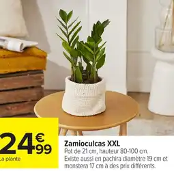 Carrefour Zamioculcas XXL offre
