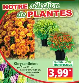 Norma Chrysanthème offre