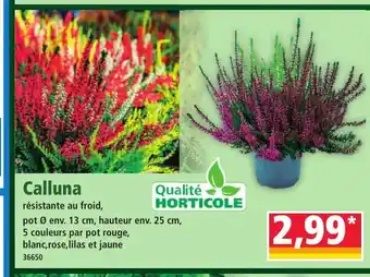 Norma Calluna offre