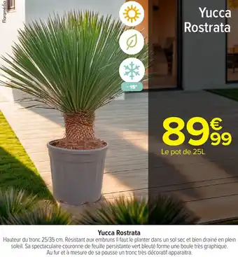 Carrefour Yucca Rostrata offre