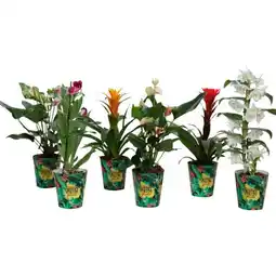Carrefour Plantes fleuries exotiques offre
