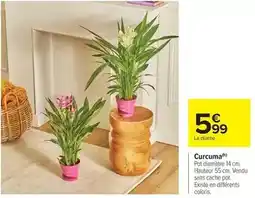 Carrefour Curcuma offre