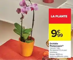 Carrefour Orchidée phalaenopsis offre