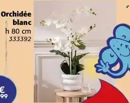 La Foir'Fouille Orchidée blanc offre