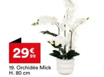 BUT Orchidée Mick offre