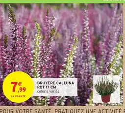 Intermarché Hyper Bruyère calluna pot offre