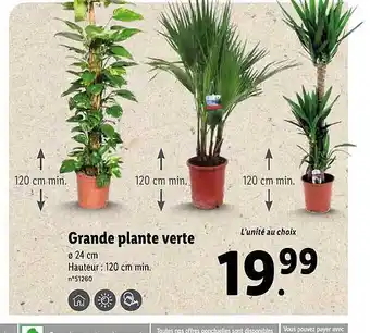 Lidl Grande Plante Verte offre