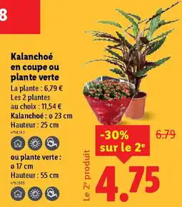 Lidl Kalanchoé en coupe ou plante verte offre