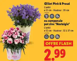 Lidl Œillet Pink & Proud offre