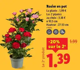 Lidl Rosier en pot offre