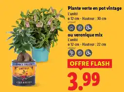 Lidl Plante verte en pot vintage offre