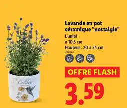 Lidl Lavande en pot céramique "nostalgie" offre
