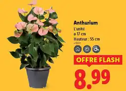 Lidl Anthurium offre