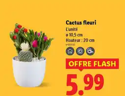 Lidl Cactus fleuri offre