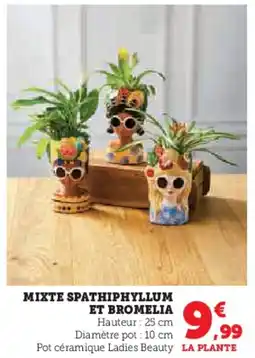 Hyper U Mixte spathiphyllum et bromelia offre