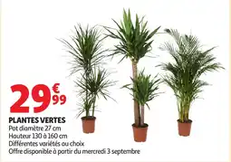 Auchan Plantes vertes offre