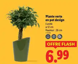Lidl Plante verte en pot design offre
