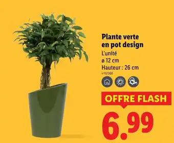 Lidl Plante verte en pot design offre