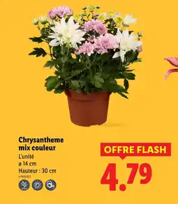 Lidl Chrysantheme mix couleur offre