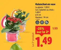 Lidl Kalanchoé en vase offre