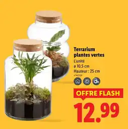 Lidl Terrarium plantes vertes offre