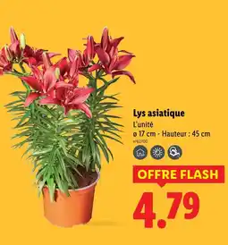 Lidl Lys asiatique offre