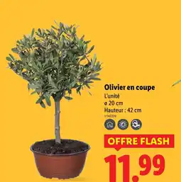 Lidl Olivier en coupe offre