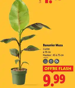 Lidl Bananier musa offre