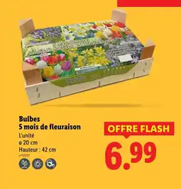 Lidl Bulbes 5 mois de floraison offre