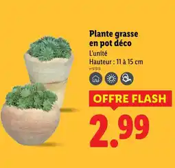 Lidl Plante grasse en pot déco offre