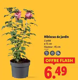 Lidl Hibiscus de jardin offre