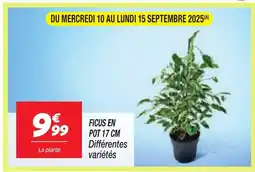 Netto Ficus en pot offre