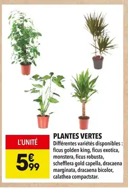 Supeco Plantes vertes offre