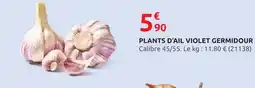 Rural Master Plants d'ail violet Germidour offre