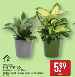 ALDI GARDENLINE Plante verte offre