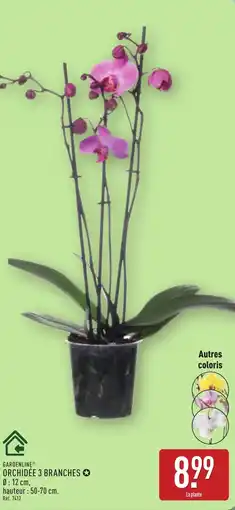 ALDI GARDENLINE Orchidée 3 branches offre
