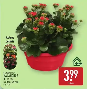 ALDI GARDENLINE Kalanchoe offre