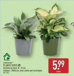ALDI Plante verte offre