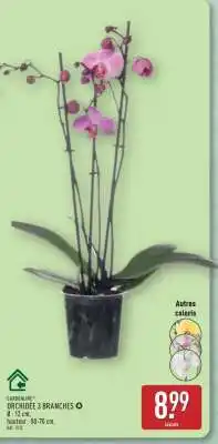 ALDI Orchidée 3 Branches offre