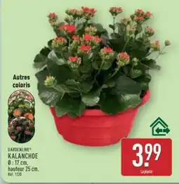 ALDI Kalanchoé offre