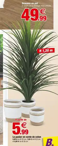 Bazarland Dracena en pot offre