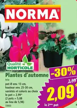Norma Plantes d'automne offre