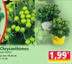 Norma Chrysanthèmes offre