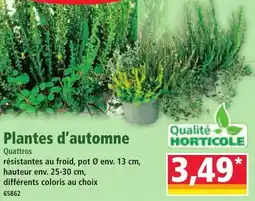 Norma Plantes d'automne offre