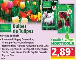 Norma Bulbes de Tulipes offre