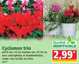 Norma Cyclamen trio offre