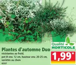 Norma Plantes d'automne Duo offre