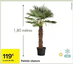 Carrefour Palmier chanvre offre