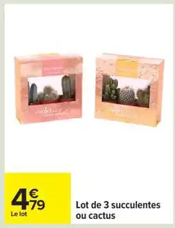 Carrefour Lot de 3 succulentes ou cactus offre